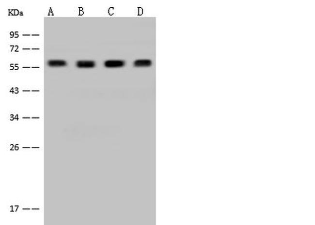 DYNC1LI1 Antibody in Western Blot (WB)