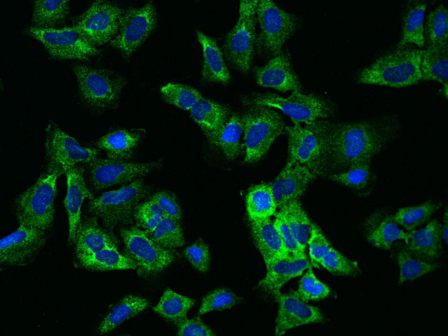 eIF3e Antibody in Immunocytochemistry (ICC/IF)