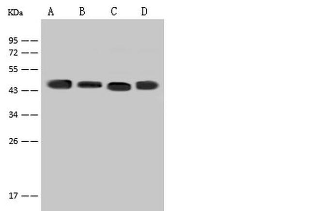 eIF3e Antibody in Western Blot (WB)