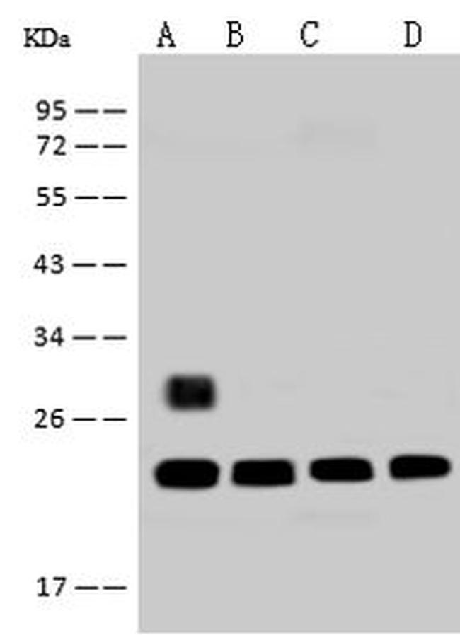 RPS5 Antibody in Western Blot (WB)