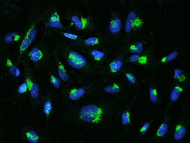 YIPF4 Antibody in Immunocytochemistry (ICC/IF)