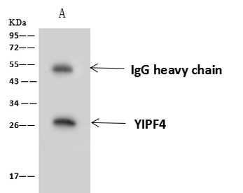 YIPF4 Antibody in Immunoprecipitation (IP)