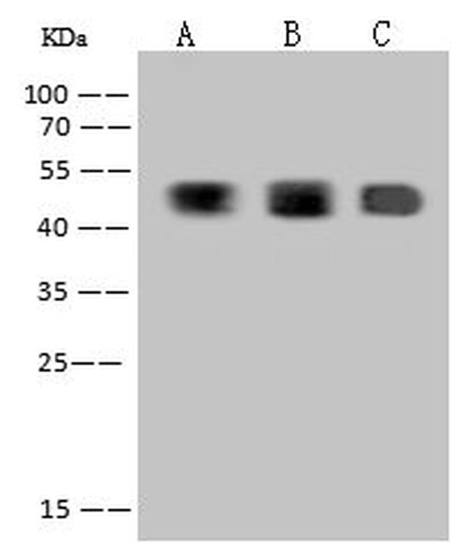 WDR12 Antibody in Western Blot (WB)