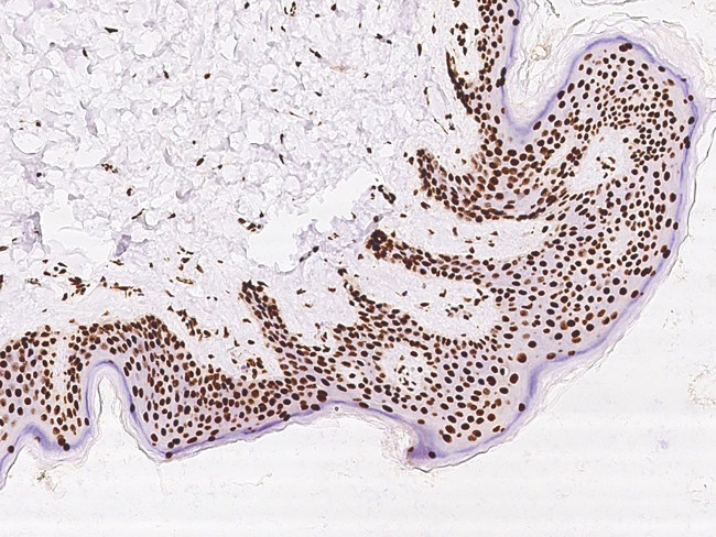 SARNP Antibody in Immunohistochemistry (Paraffin) (IHC (P))