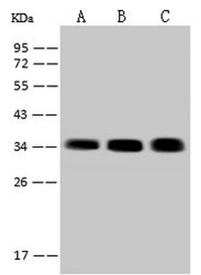 SARNP Antibody in Western Blot (WB)