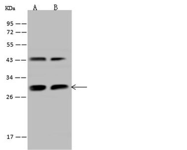 PGAM1 Antibody in Western Blot (WB)