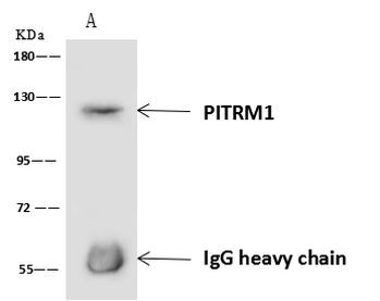 PITRM1 Antibody in Immunoprecipitation (IP)