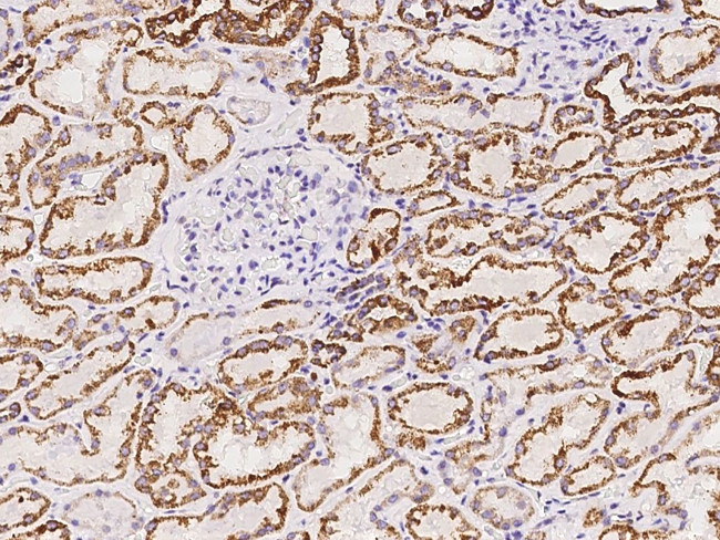 AUH Antibody in Immunohistochemistry (Paraffin) (IHC (P))