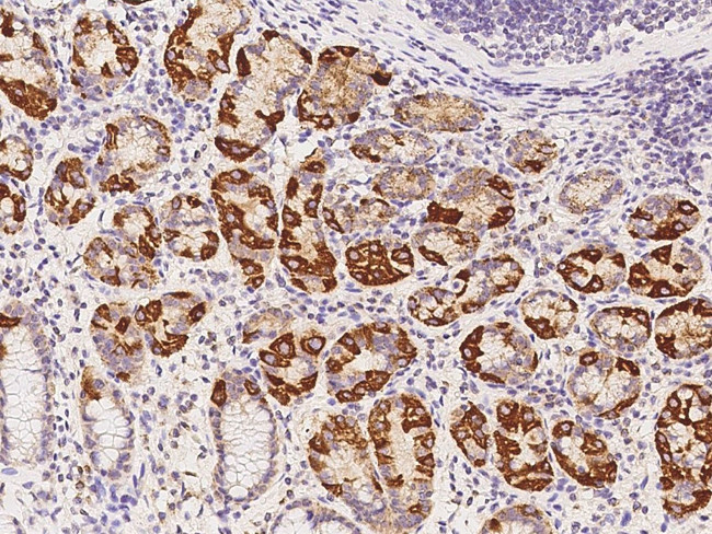 AUH Antibody in Immunohistochemistry (Paraffin) (IHC (P))