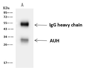 AUH Antibody in Immunoprecipitation (IP)