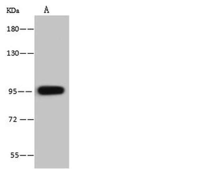 VPS16 Antibody in Western Blot (WB)