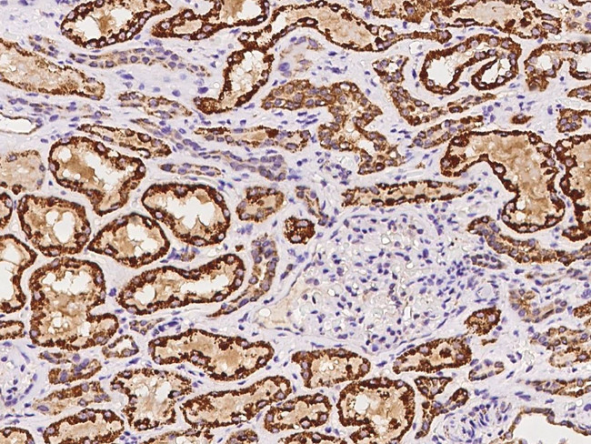 eIF3f Antibody in Immunohistochemistry (Paraffin) (IHC (P))