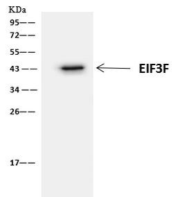 eIF3f Antibody in Immunoprecipitation (IP)