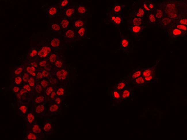 DPF2 Antibody in Immunocytochemistry (ICC/IF)