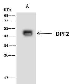 DPF2 Antibody in Immunoprecipitation (IP)