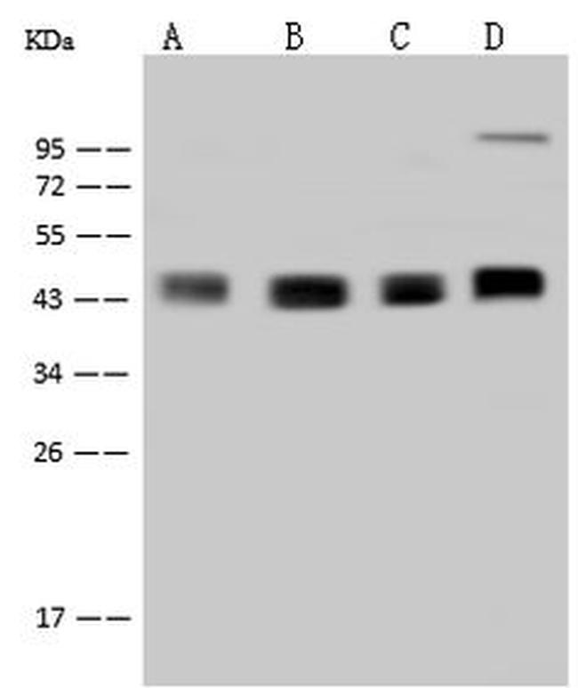 DPF2 Antibody in Western Blot (WB)