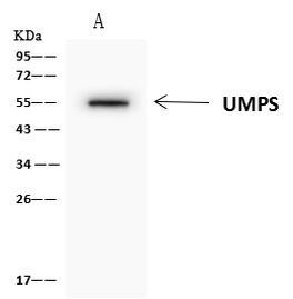 UMPS Antibody in Immunoprecipitation (IP)