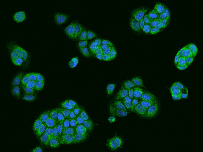 USE1 Antibody in Immunocytochemistry (ICC/IF)