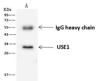 USE1 Antibody in Immunoprecipitation (IP)