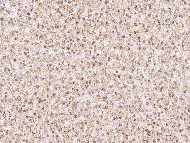 WDR4 Antibody in Immunohistochemistry (Paraffin) (IHC (P))