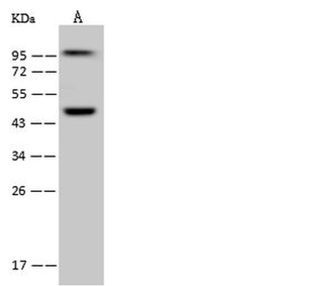 WDR4 Antibody in Western Blot (WB)