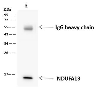 NDUFA13 Antibody in Immunoprecipitation (IP)