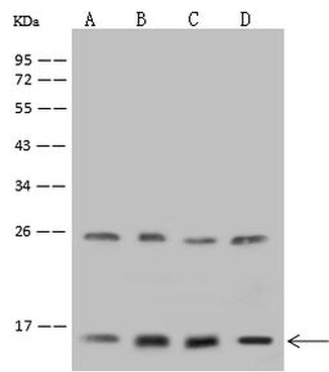 NDUFA13 Antibody in Western Blot (WB)