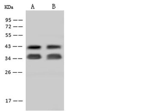 STX5 Antibody in Western Blot (WB)