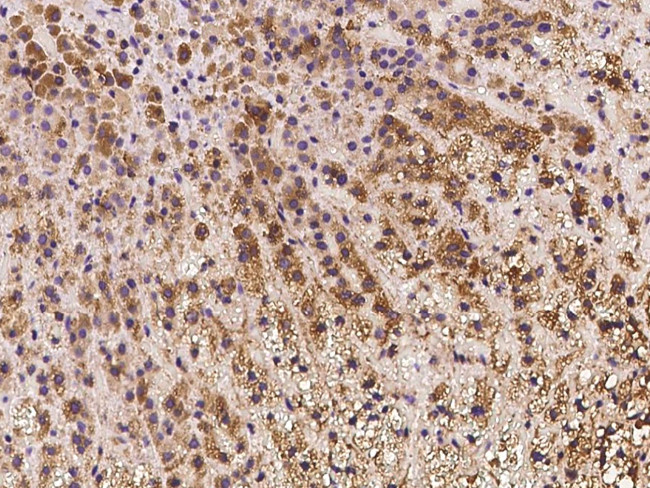 IFT20 Antibody in Immunohistochemistry (Paraffin) (IHC (P))