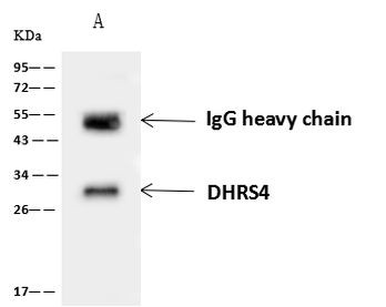 DHRS4 Antibody in Immunoprecipitation (IP)