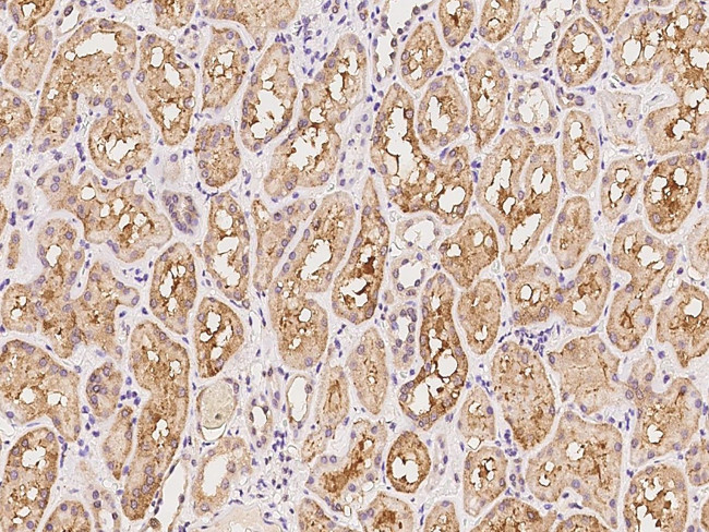 SHISA5 Antibody in Immunohistochemistry (Paraffin) (IHC (P))