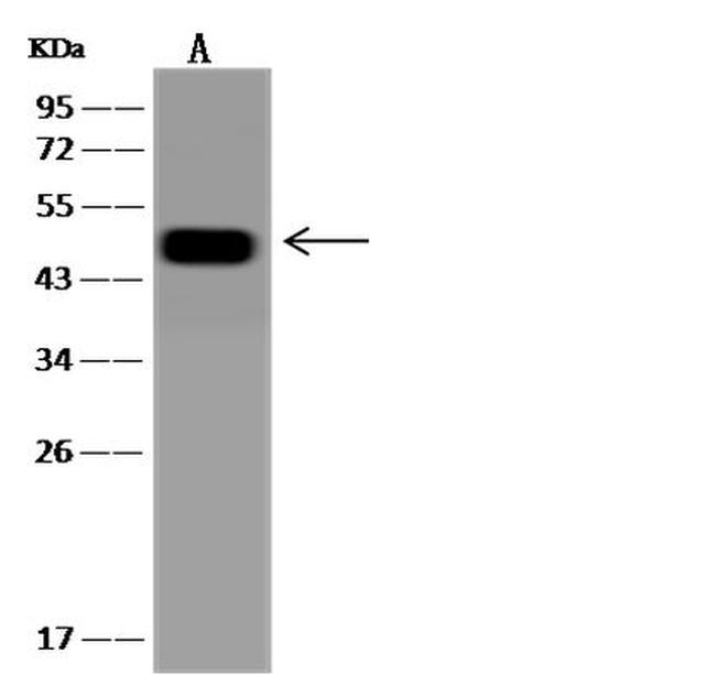 ZDHC3 Antibody in Western Blot (WB)