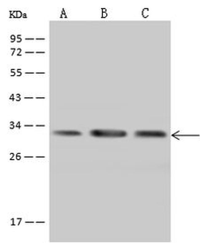 PECR Antibody in Western Blot (WB)