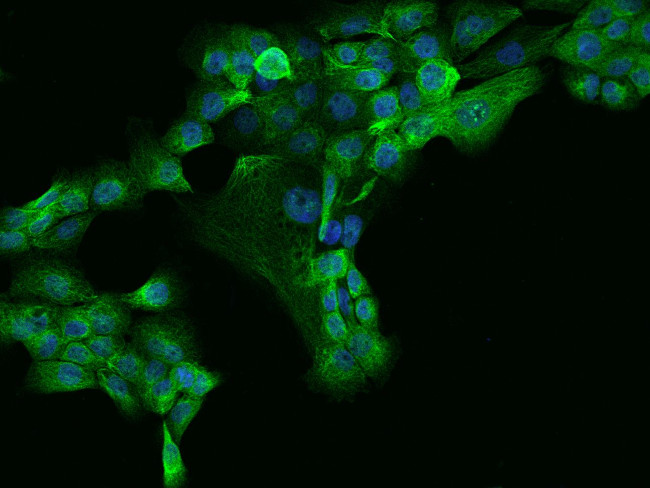 MAP7 Antibody in Immunocytochemistry (ICC/IF)