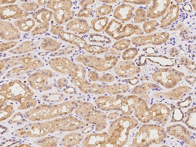 MAP7 Antibody in Immunohistochemistry (Paraffin) (IHC (P))