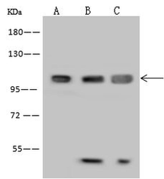 MAP7 Antibody in Western Blot (WB)