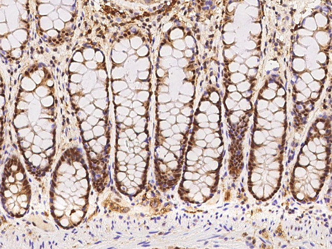 GTF2F2 Antibody in Immunohistochemistry (Paraffin) (IHC (P))