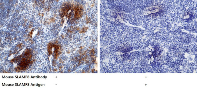 SLAMF8 Antibody in Immunohistochemistry (Paraffin) (IHC (P))