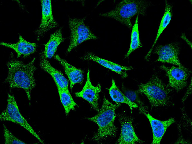 Epo Antibody in Immunocytochemistry (ICC/IF)