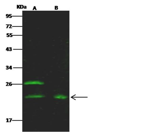 Epo Antibody in Western Blot (WB)