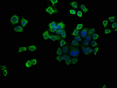 V-ATPase G1 Antibody in Immunocytochemistry (ICC/IF)