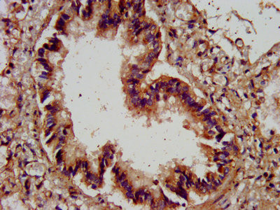 Agrin Antibody in Immunohistochemistry (Paraffin) (IHC (P))