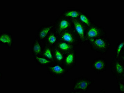 BCL-3 Antibody in Immunocytochemistry (ICC/IF)