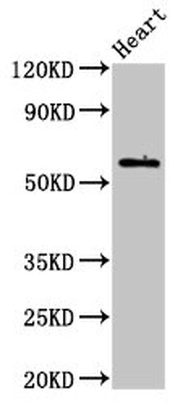 BCL-3 Antibody in Western Blot (WB)