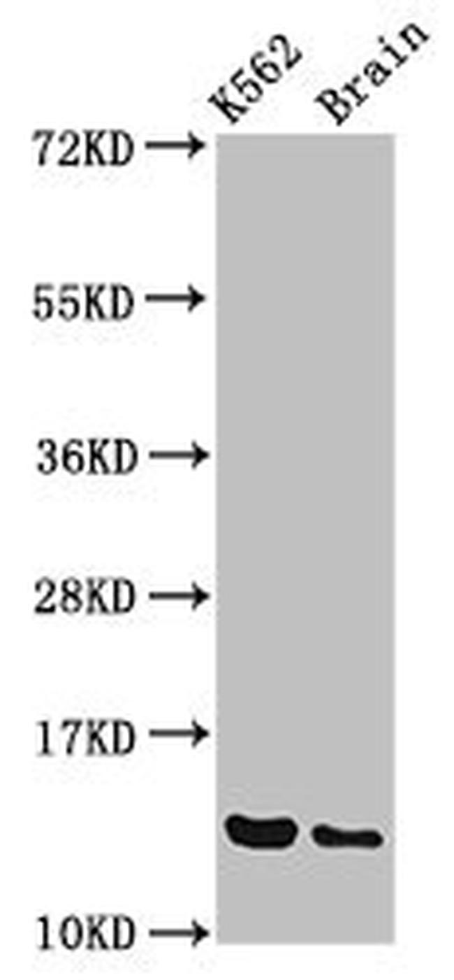 BET1 Antibody in Western Blot (WB)