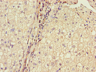 BRP44 Antibody in Immunohistochemistry (Paraffin) (IHC (P))