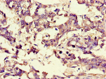 BRP44 Antibody in Immunohistochemistry (Paraffin) (IHC (P))