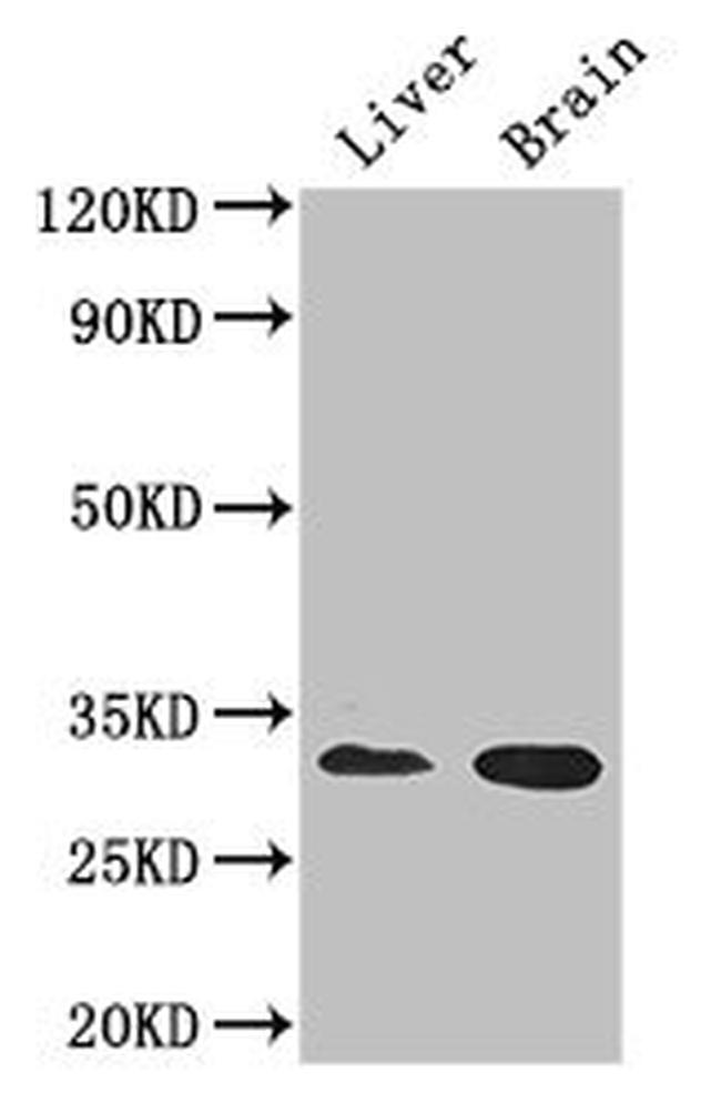 CD37 Antibody in Western Blot (WB)