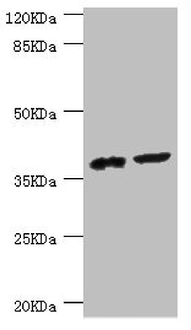 DEDD Antibody in Western Blot (WB)