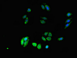 DPM1 Antibody in Immunocytochemistry (ICC/IF)